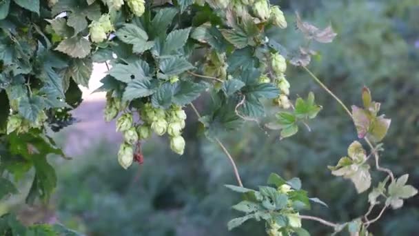 漂亮的绿色弹跳 跳跃叶子和藤蔓 — 图库视频影像