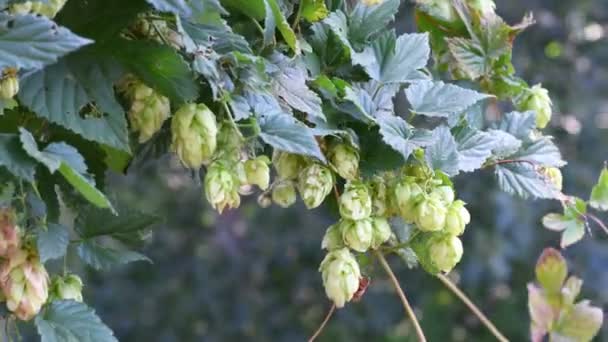 Schöner Grüner Hopfen Hopfenblätter Und Reben — Stockvideo