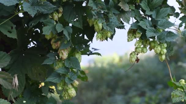 漂亮的绿色弹跳 跳跃叶子和藤蔓 — 图库视频影像