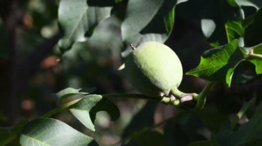 Ceviz ağaçta. bir dalda yeşil fındık