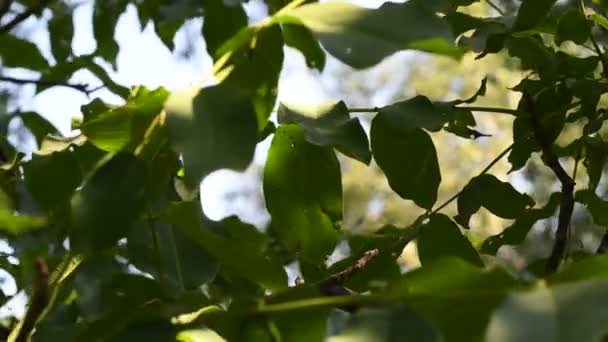 Орех Дереве Зеленые Орехи Ветке — стоковое видео
