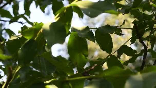 Walnut on the tree. green nuts on a branch — Stock Footage Walnut Tree Green Nuts Branch Stock Footage