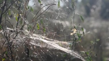 Rüzgarda uçuşan güzel örümcek ağı. Güneşte örümcek ağı