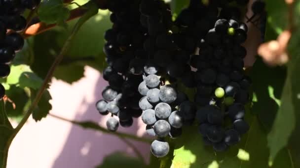 Soczyste Winogrona Winogrona Niebieskie — Wideo stockowe
