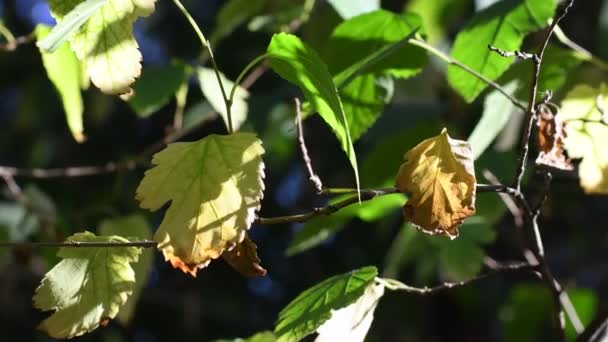 Beautiful Autumn Leaves Branch Leaves Sun — Stock Video