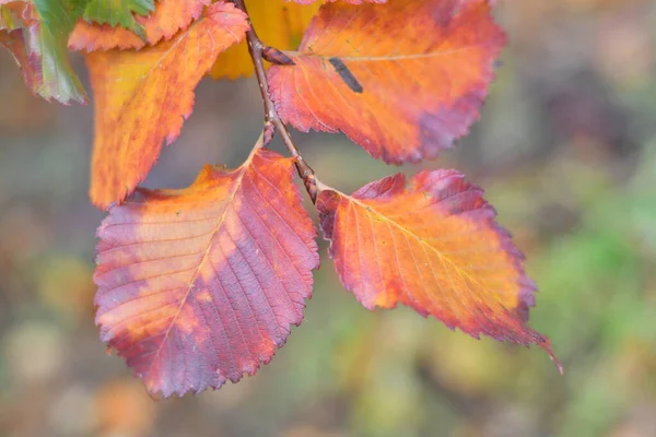 Mooie Veelkleurige Herfstbladeren Gele Rode Bladeren — Stockfoto