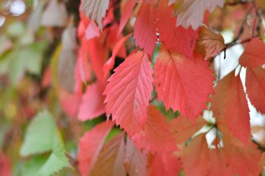 Çok renkli sonbahar yaprakları. sarı ve kırmızı yapraklar