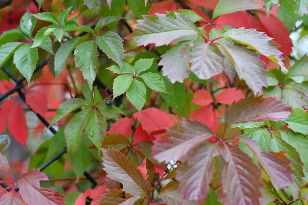 Schöne Bunte Herbstblätter Gelbe Und Rote Blätter — Stockfoto