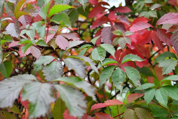 Belas Folhas Outono Multicoloridas Folhas Amarelas Vermelhas — Fotografia de Stock