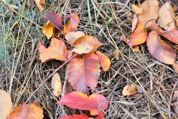 Belas Folhas Outono Multicoloridas Folhas Amarelas Vermelhas — Fotografia de Stock