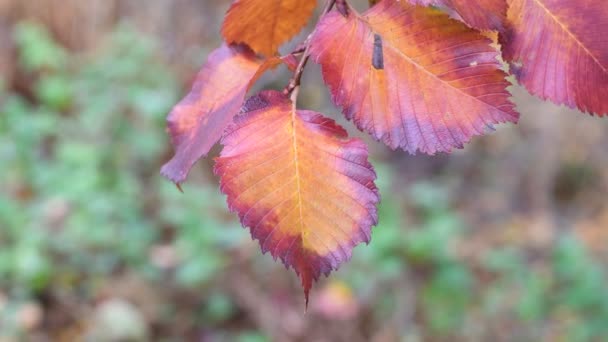 Hermosas Hojas Multicolores Otoño Hojas Amarillas Rojas — Vídeo de stock