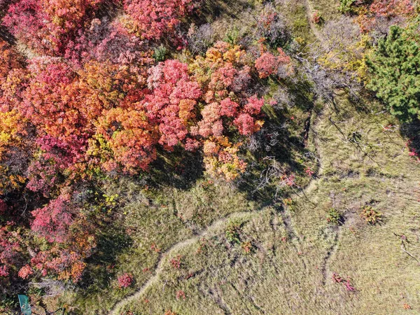 Röda Höstträd Från Höjd Höst Skog Från Ovan — Stockfoto