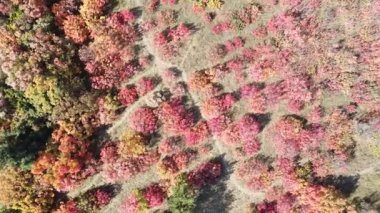 Yüksekten kırmızı sonbahar ağaçları. Sonbahar ormanı yukarıdan