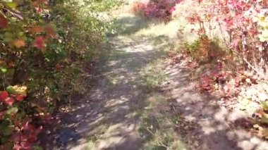 Yüksekten kırmızı sonbahar ağaçları. Sonbahar ormanı yukarıdan