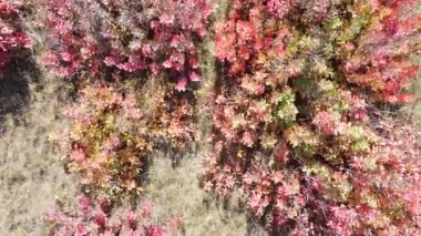 Yüksekten kırmızı sonbahar ağaçları. Sonbahar ormanı yukarıdan