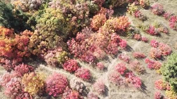 Röda Höstträd Från Höjd Höst Skog Från Ovan — Stockvideo