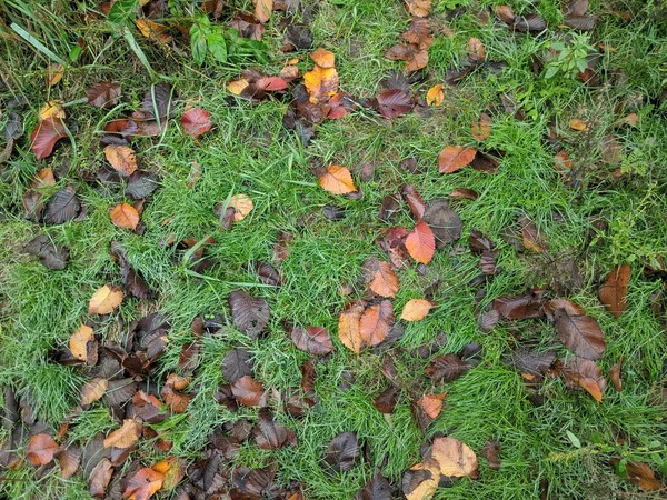 Kolorowe Jesienne Liście Podłodze Liście Zielonej Trawie — Zdjęcie stockowe