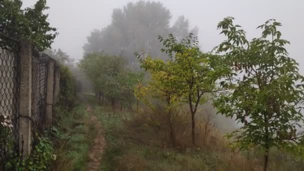 Zamračená Krajina Mlhou Hustá Mlha Nad Vodou Kráčet Úzké Stezce — Stock video