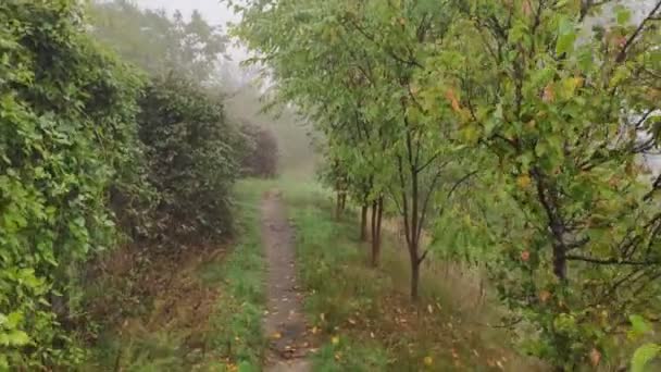 霧の中の曇り空 水の上に重い霧 狭い道を歩きなさい 霧の道 — ストック動画