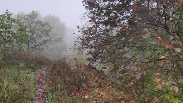 Mulet Landskap Med Dimma Tung Dimma Över Vattnet Längs Smal — Stockvideo