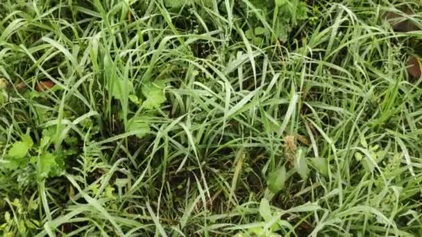 Красивая Зеленая Трава Трава Капли Росы Frague Grass — стоковое видео