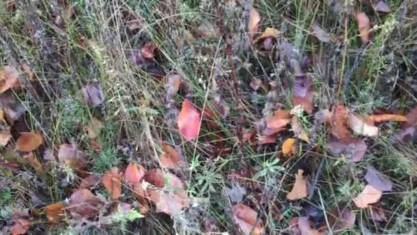 Kleurrijke Herfstbladeren Vloer Bladeren Groen Gras — Stockvideo