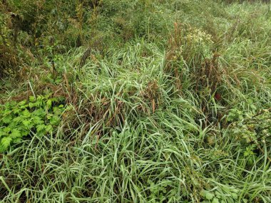 Çiyli yeşil çimen