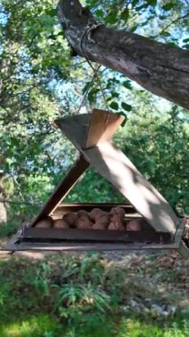 Ağaçtaki ahşap top. Güzel ahşap kuş yemi. Fındıklı sincap yemi..