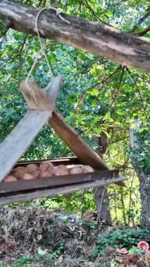 Ağaçtaki ahşap top. Güzel ahşap kuş yemi. Fındıklı sincap yemi..