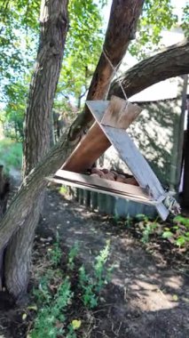 Ağaçtaki ahşap top. Güzel ahşap kuş yemi. Fındıklı sincap yemi..