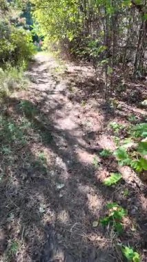 Dar yol. Patika boyunca yürü. dikey video 4k 60 kare. Sonbahar doğası. Doğa yürüyüşü. Parkta yürüyen bir adam. Doğal manzara. Ukrayna.