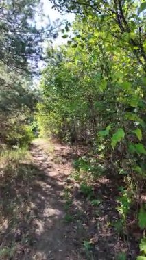 Dar yol. Patika boyunca yürü. dikey video 4k 60 kare. Sonbahar doğası. Doğa yürüyüşü. Parkta yürüyen bir adam. Doğal manzara. Ukrayna.