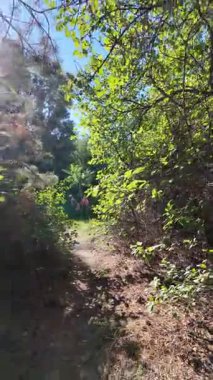 Dar yol. Patika boyunca yürü. dikey video 4k 60 kare. Sonbahar doğası. Doğa yürüyüşü. Parkta yürüyen bir adam. Doğal manzara. Ukrayna.