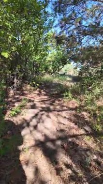 Dar yol. Patika boyunca yürü. dikey video 4k 60 kare. Sonbahar doğası. Doğa yürüyüşü. Parkta yürüyen bir adam. Doğal manzara. Ukrayna.