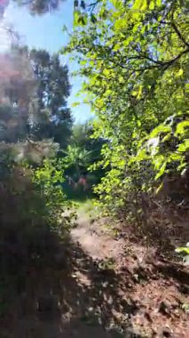 Dar yol. Patika boyunca yürü. dikey video 4k 60 kare. Sonbahar doğası. Doğa yürüyüşü. Parkta yürüyen bir adam. Doğal manzara. Ukrayna.