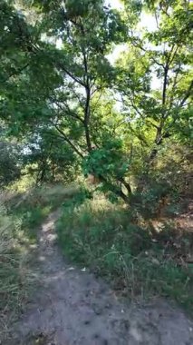 Dar yol. Patika boyunca yürü. dikey video 4k 60 kare. Sonbahar doğası. Doğa yürüyüşü. Parkta yürüyen bir adam. Doğal manzara. Ukrayna.