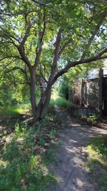 Dar yol. Patika boyunca yürü. dikey video 4k 60 kare. Sonbahar doğası. Doğa yürüyüşü. Parkta yürüyen bir adam. Doğal manzara. Ukrayna.