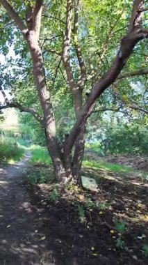 Dar yol. Patika boyunca yürü. dikey video 4k 60 kare. Sonbahar doğası. Doğa yürüyüşü. Parkta yürüyen bir adam. Doğal manzara. Ukrayna.