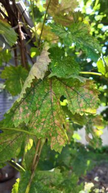 Hasarlı ağaç yaprakları. Delikli yapraklar. Ağır çekim video 4k. Bu resim yüzeyinde birkaç küçük deliği olan yeşil bir yaprak gösteriyor. Arkadan parlayan bir ışık var.,