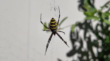 Örümcek arısı. Ağındaki eşek arısı örümceği