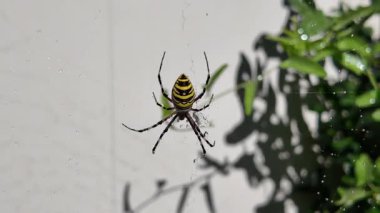 Örümcek arısı. Ağındaki eşek arısı örümceği