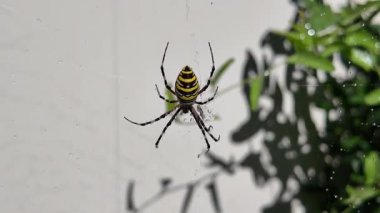 Örümcek arısı. Ağındaki eşek arısı örümceği