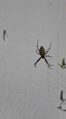 Örümcek arısı. Ağındaki eşek arısı örümceği