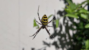 Örümcek arısı. Ağındaki eşek arısı örümceği