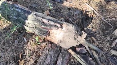 Ağaç kabuğu yaklaş. Yavaş çekim 4k video. Çam kabuğu. Yaşlı ağaç. ahşap doku.