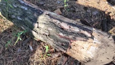 Ağaç kabuğu yaklaş. Yavaş çekim 4k video. Çam kabuğu. Yaşlı ağaç. ahşap doku.