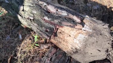 Ağaç kabuğu yaklaş. Yavaş çekim 4k video. Çam kabuğu. Yaşlı ağaç. ahşap doku.