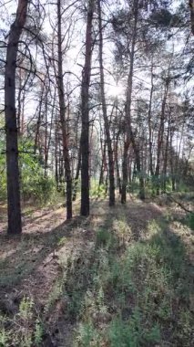 Ormanda dikey video. Orman. Yavaş çekim dikey video 4k. Uzun çam ağaçları. Ormandaki ağaçlar. Güneş dalları aydınlatıyor..