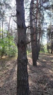 Ormanda dikey video. Orman. Yavaş çekim dikey video 4k. Uzun çam ağaçları. Ormandaki ağaçlar. Güneş dalları aydınlatıyor..