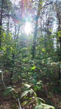 Ormanda dikey video. Orman. Yavaş çekim dikey video 4k. Uzun çam ağaçları. Ormandaki ağaçlar. Güneş dalları aydınlatıyor..